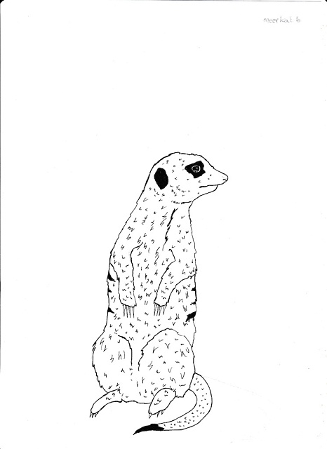 Meerkat