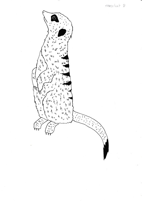 Meerkat